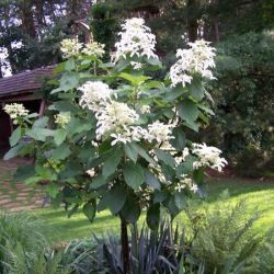 Гортензия метельчатая Стар Роуз (Hydrangea paniculata Star Rose)