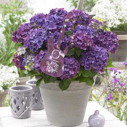 Гортензия крупнолистная Пёрпл Панк (Hydrangea macrophylla Purple Pank)