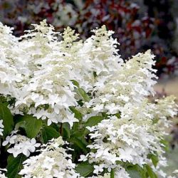 Гортензия метельчатая Жемчужина осени / Перл де Отумн (Hydrangea paniculata Perle d Automne)