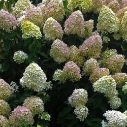 Гортензия метельчатая Петит Черри (Hydrangea paniculata Petite Cherry)