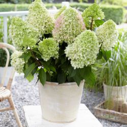 Гортензия метельчатая Литл Фрайз (Hydrangea paniculata Little Fraise)