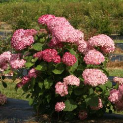 Гортензия древовидная Мэджикал Дарк Пинк (Magical Dark Pink)