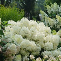 Гортензия метельчатая Рыба Фугу (Hydrangea paniculata Puffer Fish)