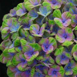 Гортензия крупнолистная Мэджикал Корал Блю (Hydrangea macrophylla Magical Coral Blue)