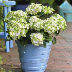 Гортензия крупнолистная Мэджикал Ноблесс / Хокомано (Hydrangea macrophylla Magical Noblesse / Hokomano)