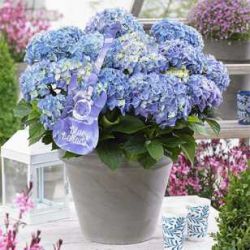 Гортензия крупнолистная Блю Баллад (Hydrangea macrophylla Blue Ballad)