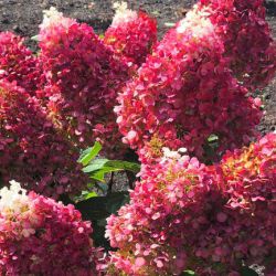 Гортензия метельчатая Индиан Саммер (Hydrangea paniculata Indian Summer)