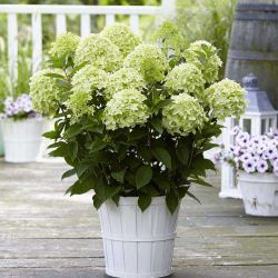Гортензия метельчатая Гарденлайтс Вайтлайт (Hydrangea paniculata Gardenlights Whitelight)