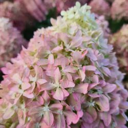 Гортензия метельчатая Пиксио (Hydrangea paniculata Pixio)