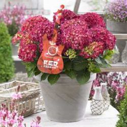 Гортензия крупнолистная Ред Регги (Hydrangea macrophylla Red Reggae)