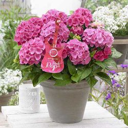 Гортензия крупнолистная Пинк Поп (Hydrangea macrophylla Pink Pop)