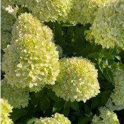 Гортензия метельчатая Би Грин (Hydrangea paniculata Bee Green)