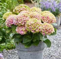 Гортензия крупнолистная Мэджикал Джевел Пинк (Hydrangea macrophylla Magical Jewel Pink)