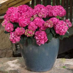 Гортензия крупнолистная Эндлесс Саммер Саммер Лав / Лилла (Hydrangea macrophylla Endless Summer Summer Love / Lilla)