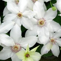 Клематис Белла (Bella)