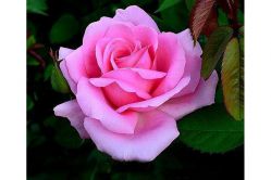 Роза Грэфан Беттина / Ма Норманди (Rosa Grafin Bettina / Ma Normandie)