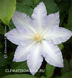 Клематис Джилиан Блейс