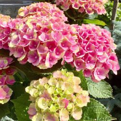 Гортензия крупнолистная Пинк Кабаре (Hydrangea macrophylla Cabaret Pink)