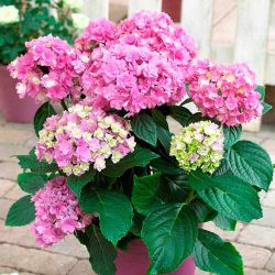 Гортензия крупнолистная Дольче Фарфалле (Hydrangea macrophylla Dolce Farfalle)