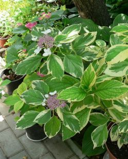 Гортензия крупнолистная Лимонная Волна (Hydrangea macrophylla Lemon Wave)
