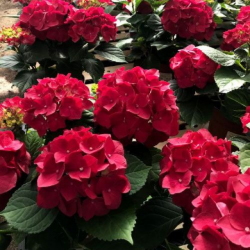 Гортензия крупнолистная Роял Ред (Hydrangea macrophylla Royal Red)