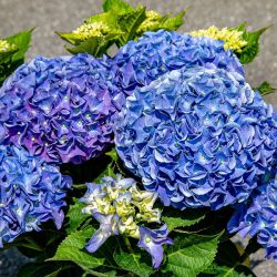 Гортензия крупнолистная Саксон Ратен (Hydrangea macrophylla Saxon Rathen)