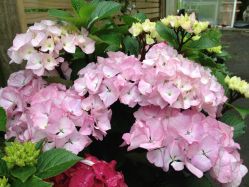 Гортензия крупнолистная Саксон Соннинштейн (Hydrangea macrophylla Saxon Sonnenstein)