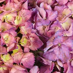 Гортензия крупнолистная Баладия Пурпл (Hydrangea macrophylla Baladia Purple)