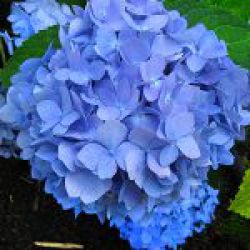Гортензия крупнолистная Марина Блю (Hydrangea macrophylla Marina Blue)