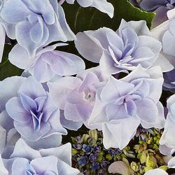 Гортензия крупнолистная Флюрайн Блю (Hydrangea macrophylla Fleurine Blue)