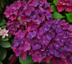 Гортензия крупнолистная Хот Ред Пурпл (Hydrangea macrophylla Hot Red Purple)