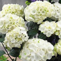 Гортензия крупнолистная Айс Гёрл (Hydrangea macrophylla Ice Girl)