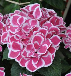 Гортензия крупнолистная Ред Айс (Hydrangea macrophylla Red Ace)
