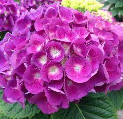 Гортензия крупнолистная Барон Пурпур (Hydrangea macrophylla Baron Pourpre)