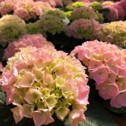 Гортензия крупнолистная Пинк Сенсейшен (Hydrangea macrophylla Pink Sensation)