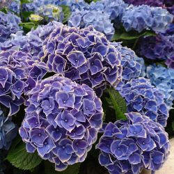 Гортензия крупнолистная Нью Тиволи Блю (Hydrangea macrophylla New Tivoli Blue).