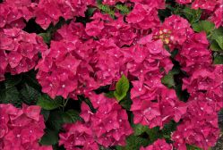 Гортензия крупнолистная Спиди Ред (Hydrangea macrophylla Speedy Red)
