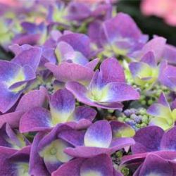 Гортензия крупнолистная Фрисби Пурпл (Hydrangea macrophylla Frisbee Purple)