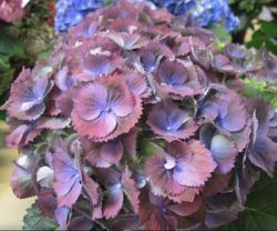 Гортензия крупнолистная Страмини/Джемини (Hydrangea macrophylla Stramini/Gemeni)