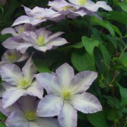 Клематис Серебряный Ручеек (Clematis Serebrjannij Ruczejok)