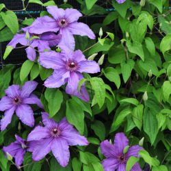 Клематис Симпатия (Clematis Sympatia)