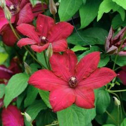 Клематис Солидарность (Clematis Solidarnosc)