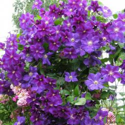 Клематис Стар оф Индия (Clematis Star of India)