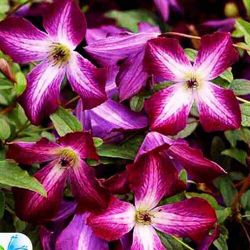 Клематис Танго (Clematis Tango)