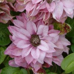Клематис Танцы Теруко (Clematis Dancing Teruko)