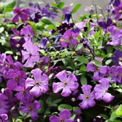 Клематис Ухтси (Clematis Uhtsi)