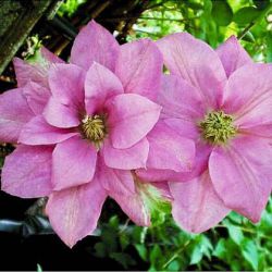 Клематис Ханагурума (Clematis Hanaguruma)