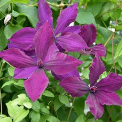 Клематис Хонора (Clematis Honora)