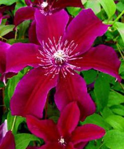 Клематис Хуви (Clematis Huvi)