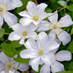 Клематис Хульдин (Clematis Huldine)